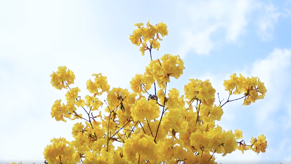 春雷，鳴響奮進的號角