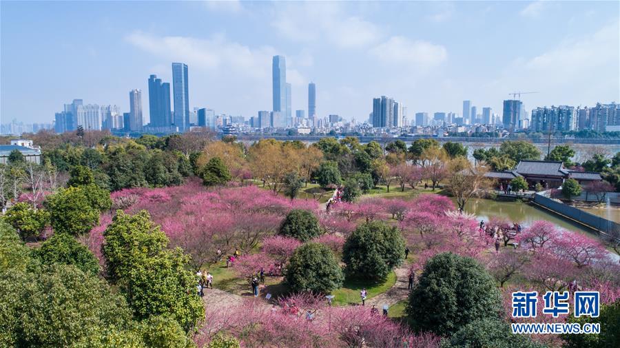 （環(huán)境）（5）梅花滿園引客來