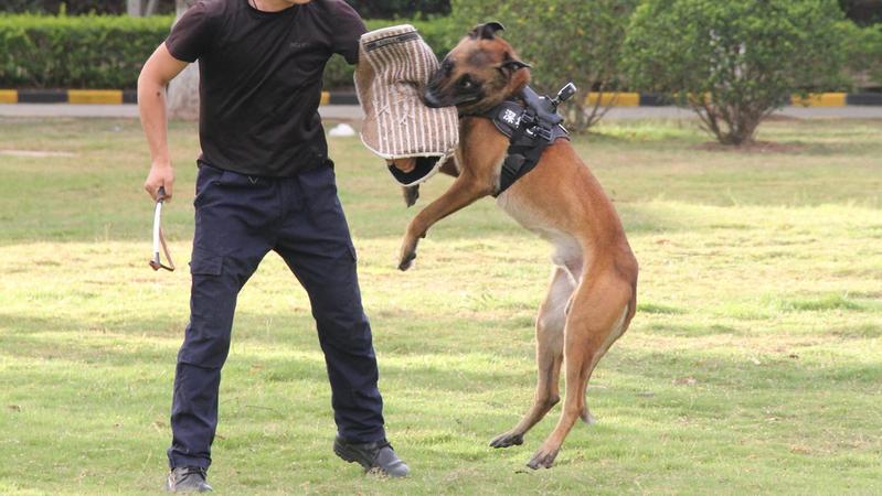 寵TA丨沒法競拍到淘汰警犬？說不定是好事兒！